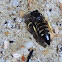 Black and White Sand Wasp