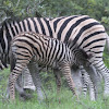 Burchells zebra: mare and foal