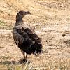 Palm-nut Vulture (juvenile)