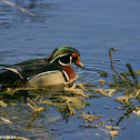 Wood Duck