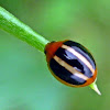 Three-striped Lady Beetle