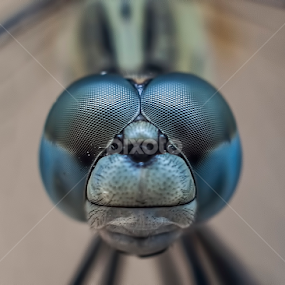 by Frozen Flame - Animals Insects & Spiders