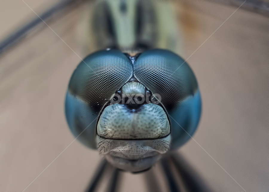 by Frozen Flame - Animals Insects & Spiders