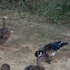 Male Wood Duck