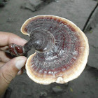 Reishi mushroom (Japanese) or Lingzhi mushroom (Chinese)