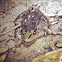 Leopard frog