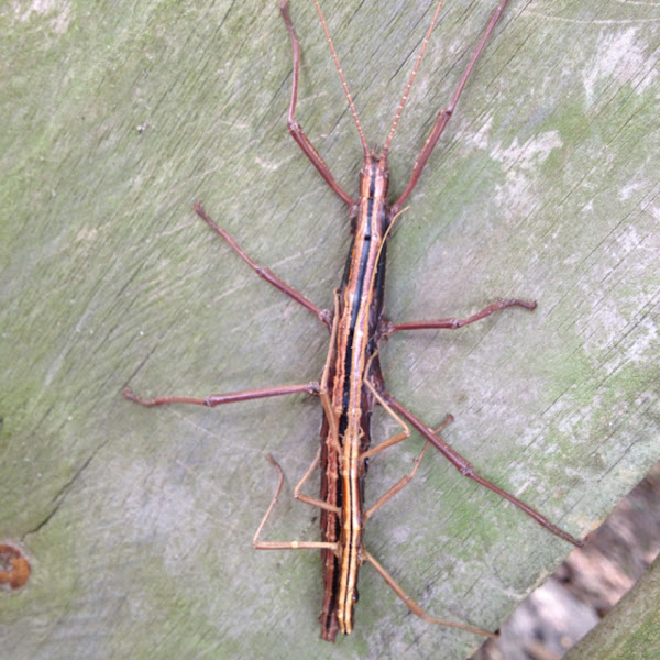 Southern Two-striped Walkingstick (mating pair) | Project Noah