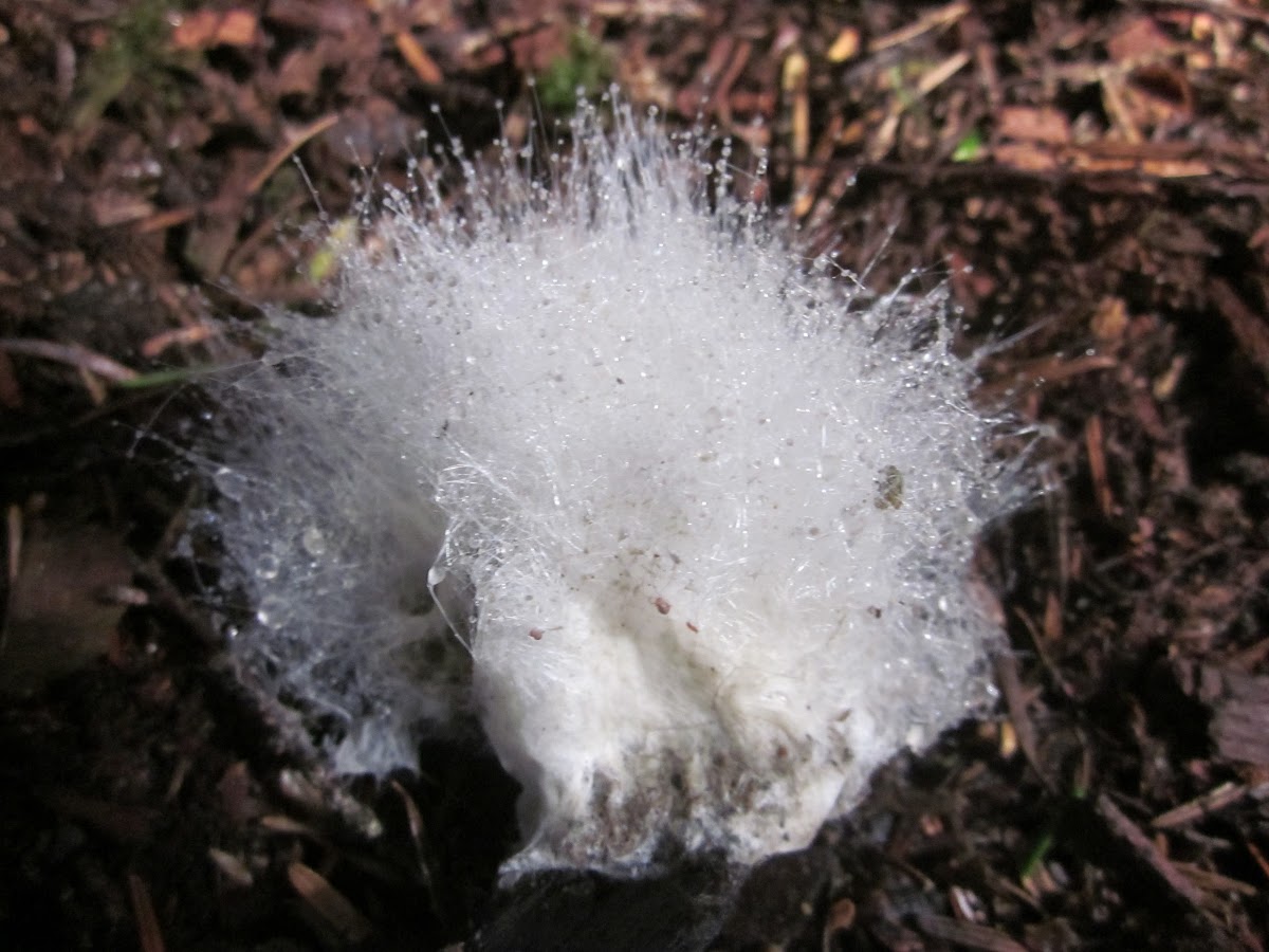 Phycomyces blakesleeanus