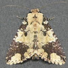 Confederate Moth