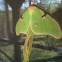 Luna moth