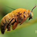 Carpenter bee (male)