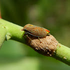 Aetalionidae