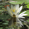 Water Lily - Lotus