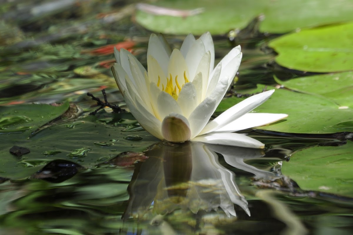 Water Lily - Lotus