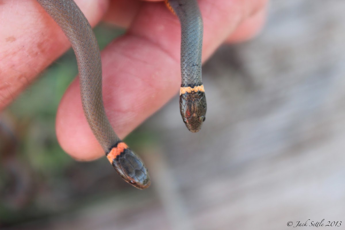 Prairie Ring-Necked Snakes