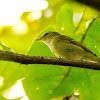 Arctic Warbler