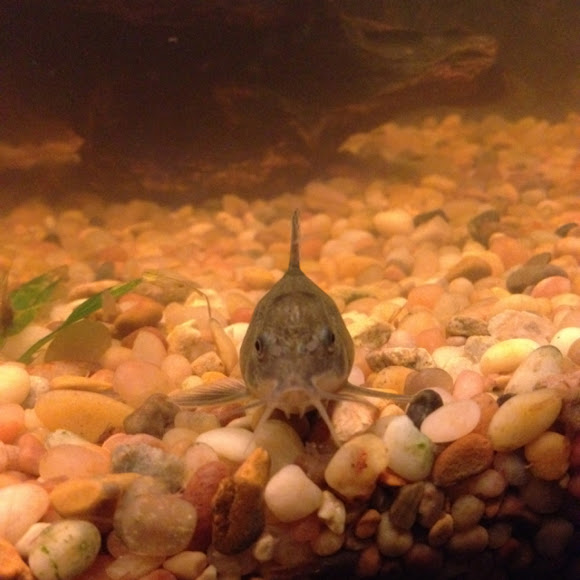 Bronze Cory Catfish Project Noah