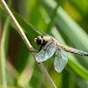 Four-spotted chaser (female)