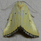 Black-bordered Lemon Moth