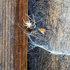 Cobweb spider