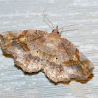 Decorated Owlet Moth
