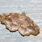 Decorated Owlet Moth