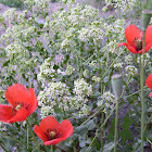 Afghan Horned Poppy
