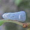 Citrus Flatid Planthopper