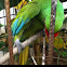 Buffon's Macaw