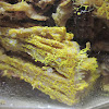 plasmodial slime mold (yellow 2)