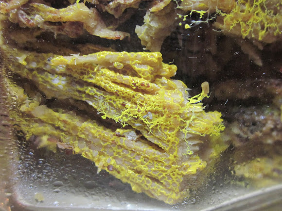 plasmodial slime mold (yellow 2) | Project Noah