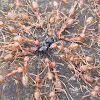 Weaver Ant or Orange Gaster
