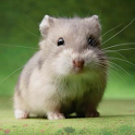 Crazy Hamster Pet icon
