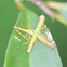 Matchstick grasshopper