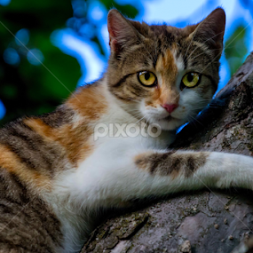 I hate your dog!!! by Hamos Gyozo - Animals - Cats Portraits