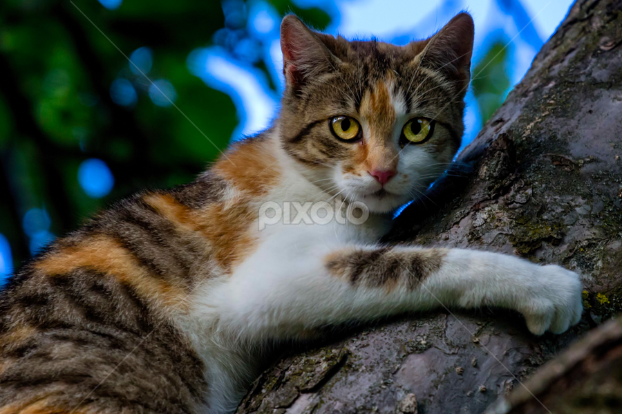 I hate your dog!!! by Hamos Gyozo - Animals - Cats Portraits