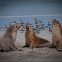 Brown (Australian) Fur Seal