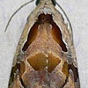 Broken-line Zomaria Moth