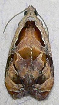 Broken-line Zomaria Moth