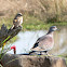 Speckled Pigeon