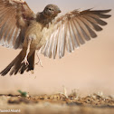 DESERT LARK