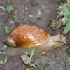 Terrestrial Snail