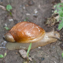 Terrestrial Snail