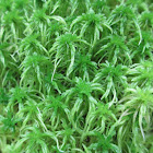 Common green peat moss