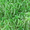 Common green peat moss