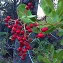 Toyon, Christmas Berry, California Holly