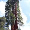 California Redwood (Sequoia Tree)