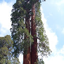 California Redwood (Sequoia Tree)
