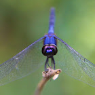 Indigo Dropwing