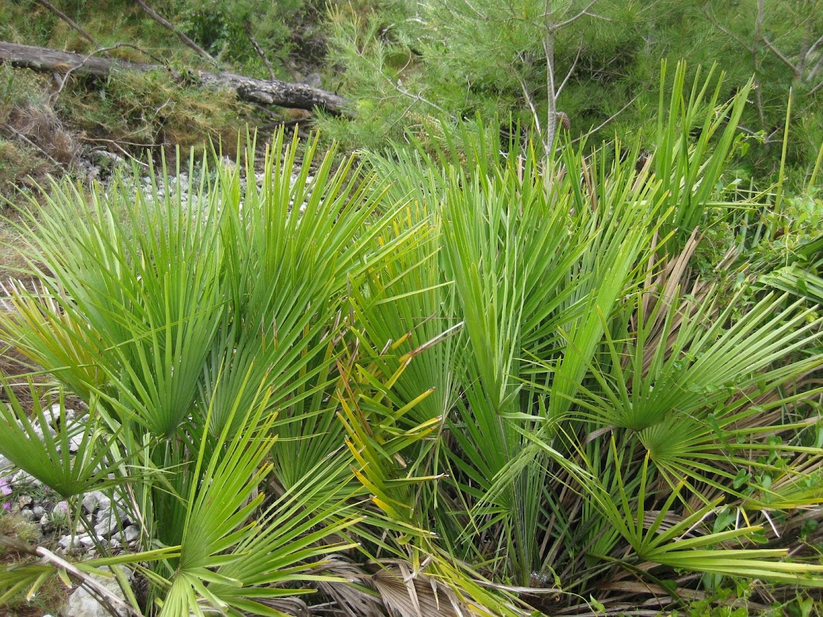 mediterranean dwarf palm; palmito